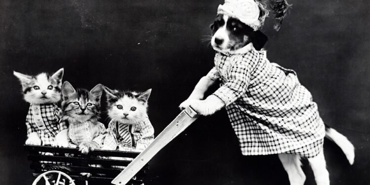 Paw Protection: The Ultimate Guide to Dog Boots for Happy Pups