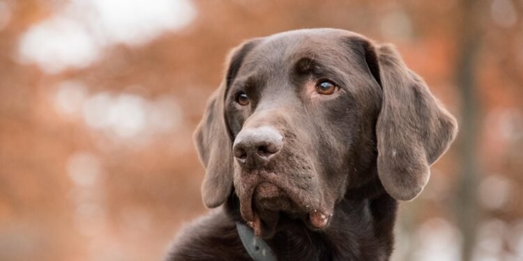 Pawsitively Perfect: Unleash Your Dog’s Potential at Our Nearby Training Camp