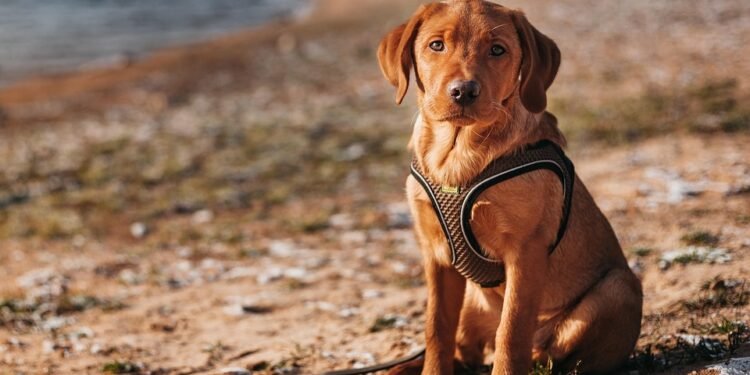 Unleash Your Dog’s Potential: Top Training Schools in Your Area