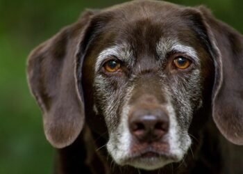 The Secret to a Well-Behaved Pup: Unlocking the Power of Private Dog Training