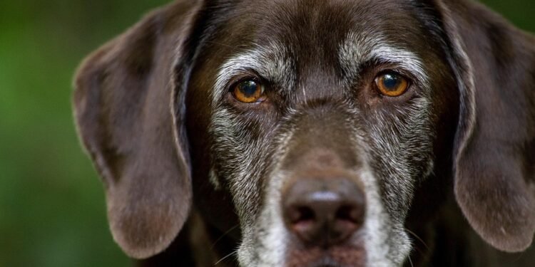 The Secret to a Well-Behaved Pup: Unlocking the Power of Private Dog Training