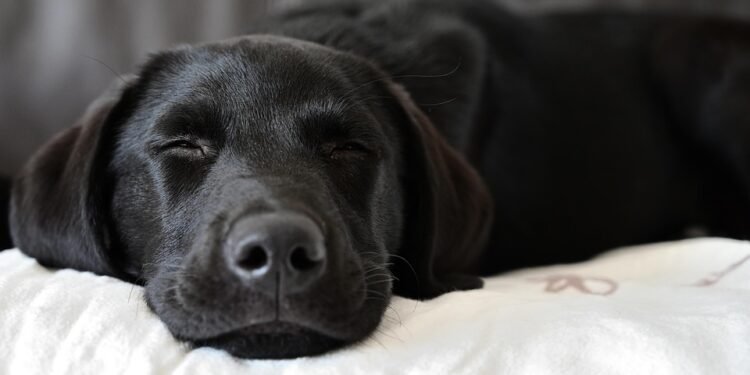 Dressed to Bark: Hilarious Dog Outfits for Every Occasion