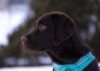 Pawsitive Learning: Unleashing Your Dog’s Potential at a Top-Rated School Near You