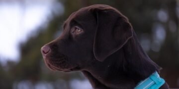 Pawsitive Learning: Unleashing Your Dog’s Potential at a Top-Rated School Near You