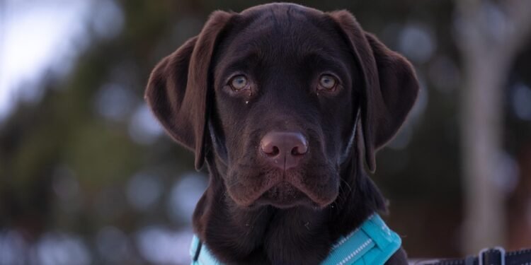 Unleash Your Dog’s Style: The Ultimate Guide to Metal Dog Collars