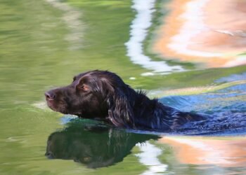 Mastering Obedience on a Budget: Affordable Dog Training Solutions