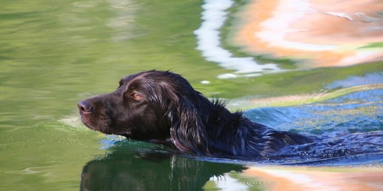 Mastering Obedience on a Budget: Affordable Dog Training Solutions