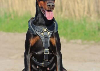 Tiny But Mighty: The Ultimate Guide to Small Dog Collars