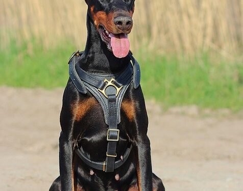 Tiny But Mighty: The Ultimate Guide to Small Dog Collars