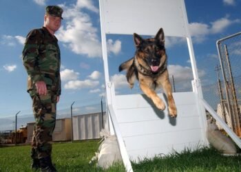 Mastering Dog Potty Training: Find Expert Help Near You Today!