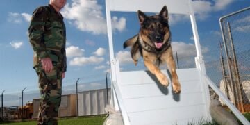 Mastering Dog Potty Training: Find Expert Help Near You Today!