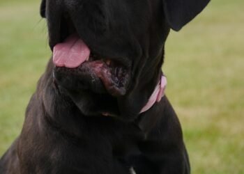 Personalized Pup: The Ultimate Guide to Custom Dog Collars with Name