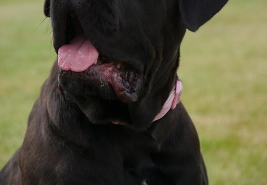 Personalized Pup: The Ultimate Guide to Custom Dog Collars with Name