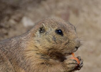 The Ultimate Guide: Can Dogs Eat Bananas and Strawberries?