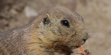 The Ultimate Guide: Can Dogs Eat Bananas and Strawberries?