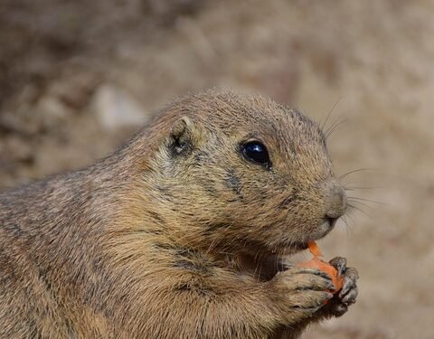 The Ultimate Guide: Can Dogs Eat Bananas and Strawberries?
