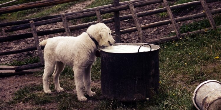 Lean & Healthy: The Top Dog Food Picks for Weight Loss Without Chicken