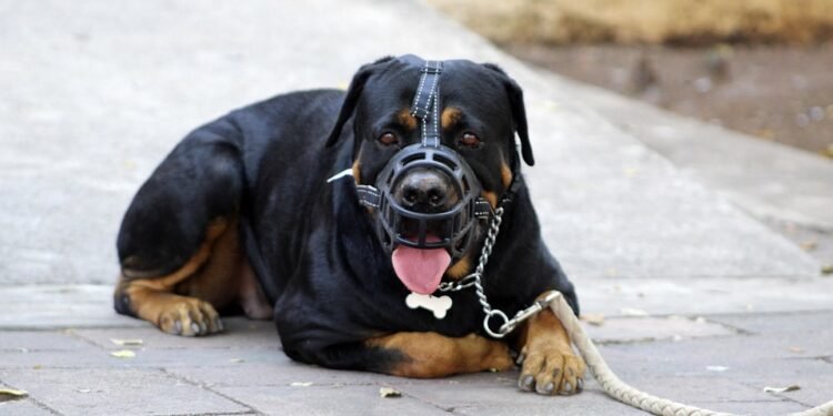 Unleash Your Dog’s Potential: Expert Private Training for a Well-Behaved Companion