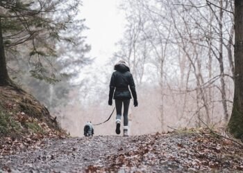 Train Your Pup on a Budget: Affordable Dog Training Tips and Tricks