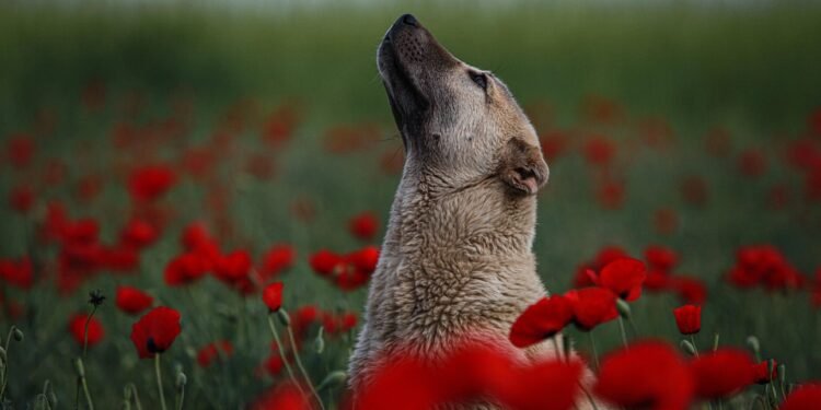 Pawsitively Stylish: The Top Dog Shoes for Fashionable Furry Friends