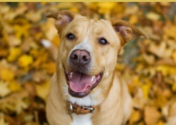 500 Nature Inspired Dog Names