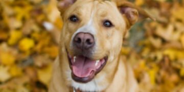 500 Nature Inspired Dog Names