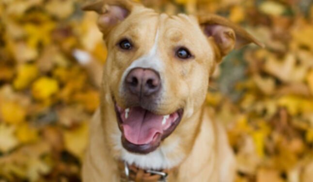 500 Nature Inspired Dog Names