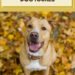 500 Nature Inspired Dog Names