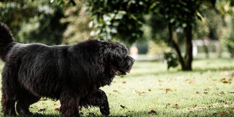 Pawsitive Progress: Discover Dog Training Classes Near You