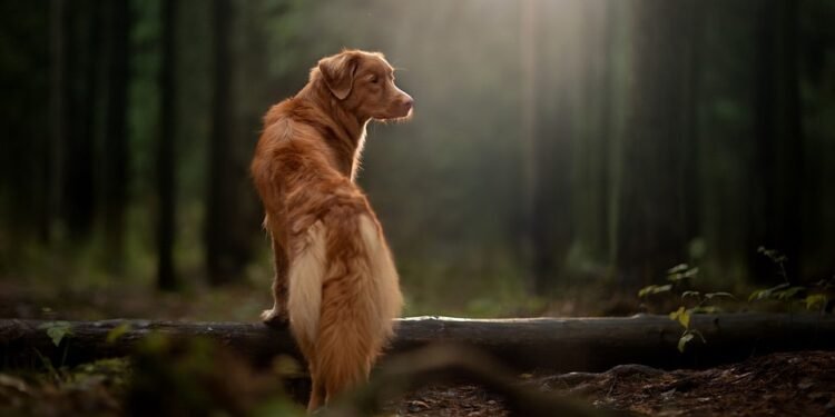 Paws & Pants: The Ultimate Guide to Stylish Dog Jeans