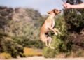 Unleash Your Dog’s Potential: The Power of Private Training