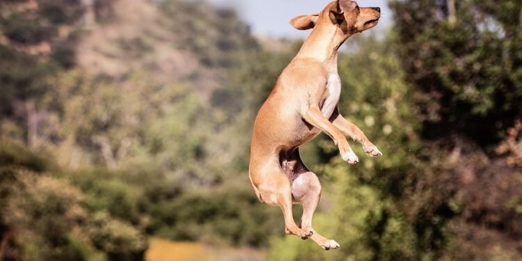 Unleash Your Dog’s Potential: The Power of Private Training