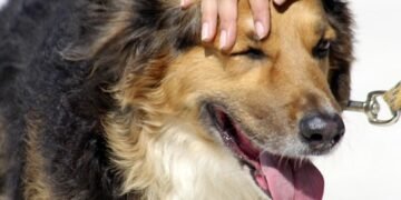 Pawsitively Perfect: Finding the Best Dog School Near Me