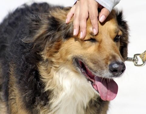 Pawsitively Perfect: Finding the Best Dog School Near Me