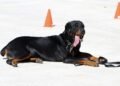 The Secret to Unleashing Your Dog’s Potential: Private Training Techniques Revealed