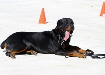 The Secret to Unleashing Your Dog’s Potential: Private Training Techniques Revealed