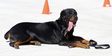 The Secret to Unleashing Your Dog’s Potential: Private Training Techniques Revealed
