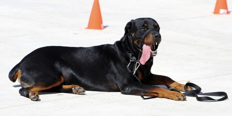 The Secret to Unleashing Your Dog’s Potential: Private Training Techniques Revealed