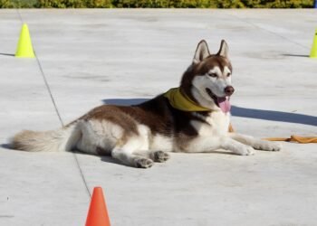 Find the Perfect Paws: Discover Therapy Dog Training Near You