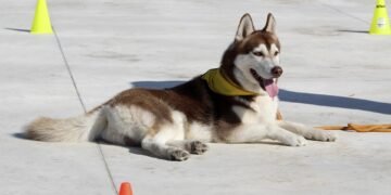 Find the Perfect Paws: Discover Therapy Dog Training Near You