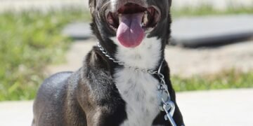 Mastering Canine Behavior: Expert Dog Aggression Training Near You