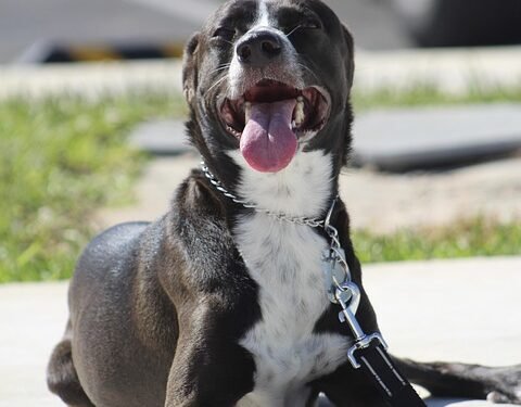 Mastering Canine Behavior: Expert Dog Aggression Training Near You