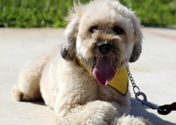 Mastering Dog Potty Training: Find Expert Guidance Near You