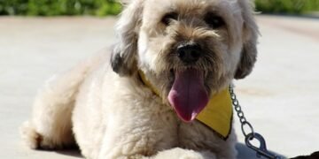 Mastering Dog Potty Training: Find Expert Guidance Near You