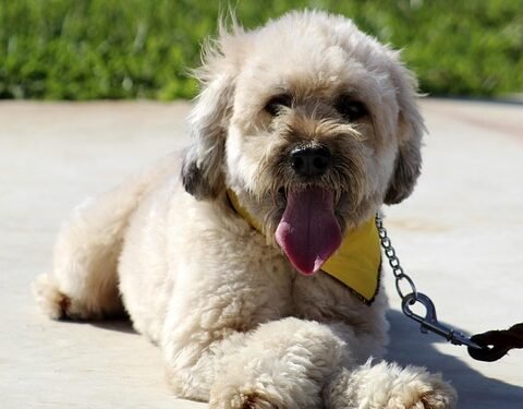 Mastering Dog Potty Training: Find Expert Guidance Near You