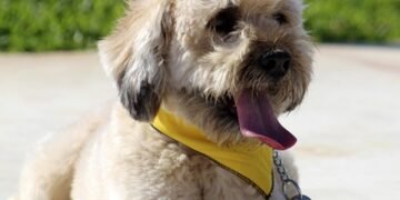 The Secret to Unleashing Your Dog’s Potential: Private Training for Pawsome Results