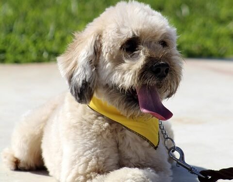 The Secret to Unleashing Your Dog’s Potential: Private Training for Pawsome Results