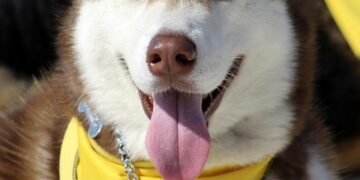 Unleash Your Dog’s Potential: Discover Free Training Near You!