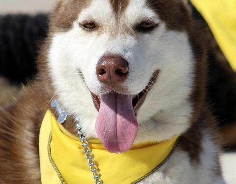 Unleash Your Dog’s Potential: Discover Free Training Near You!