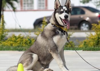 Pawsitively Perfect: Unleash Your Dog’s Potential at Our Nearby Dog School